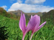 60 Colchicum autumnale (Colchico d'autunno) nei prati